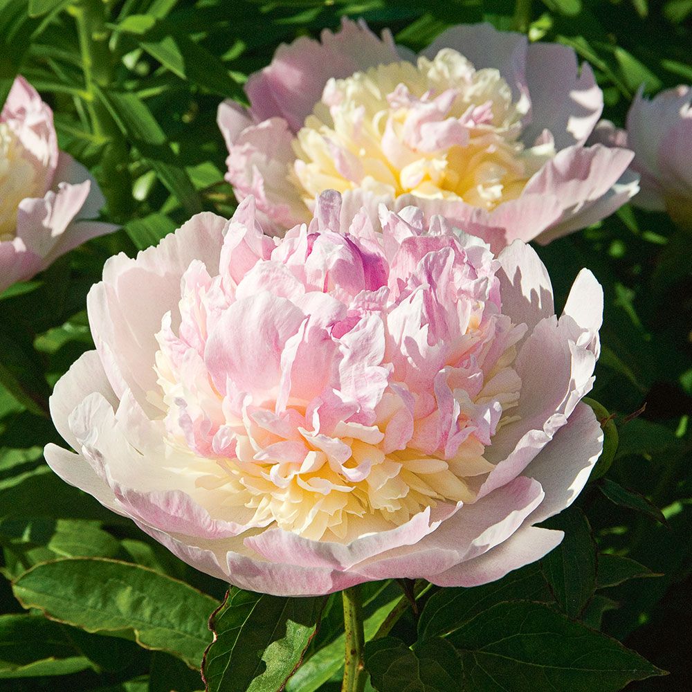 Paeonia lactiflora 'Raspberry Sundae'